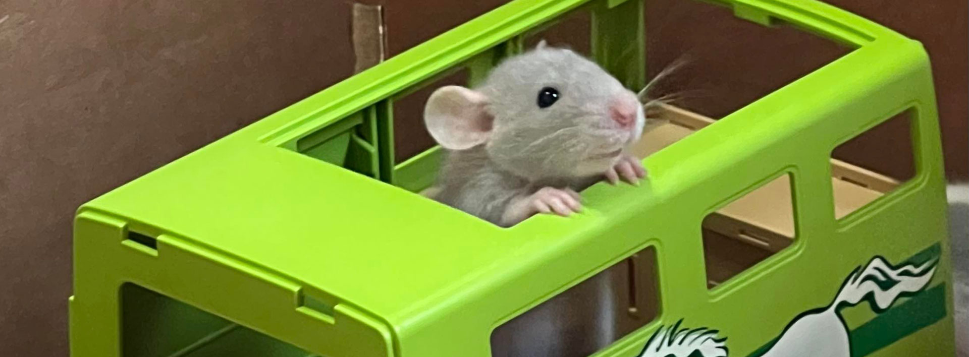 MB Rattery